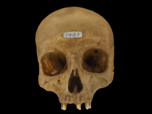 Menschlicher Sch&auml;del 3D Modell