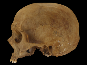 Human Skull Modello 3D