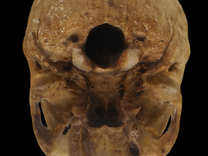 Human Skull Modello 3D