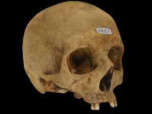Human Skull Modello 3D