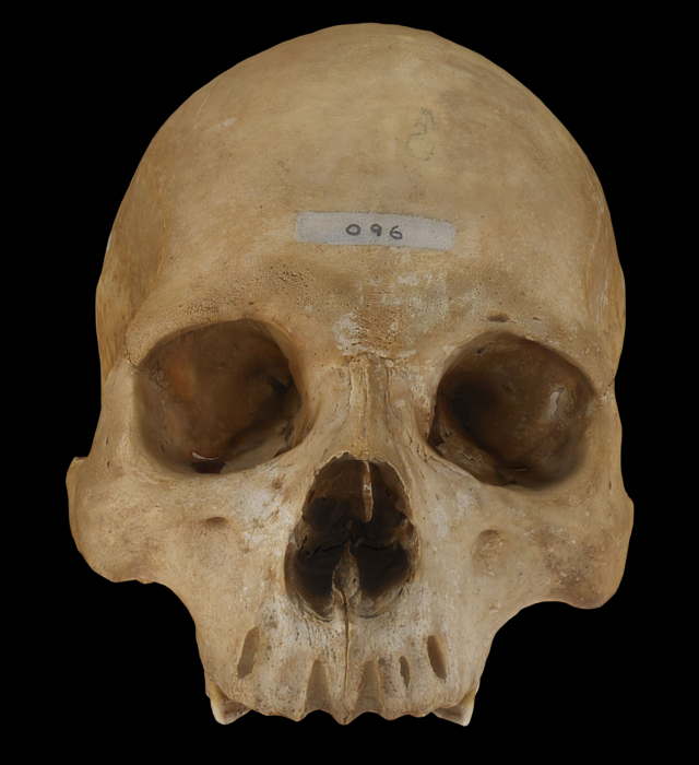 Adult Human Skull 3D Модель .c4d .max .obj .3ds .fbx .stl .blend 