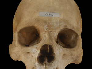 Adult Human Skull Modello 3D