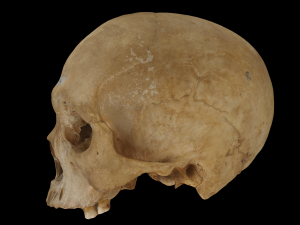 Adult Human Skull 3D Модель