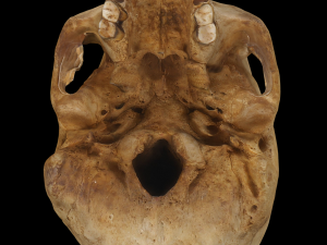 Adult Human Skull 3D Модель