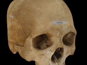Adult Human Skull 3D Model