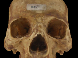 Tengkorak Manusia Dewasa Edent Model 3D