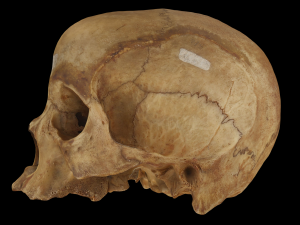 Edent Adult Human Skull 3D 模型