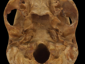 Edent Adult Human Skull 3D 模型