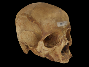Edent Adult Human Skull 3D 模型