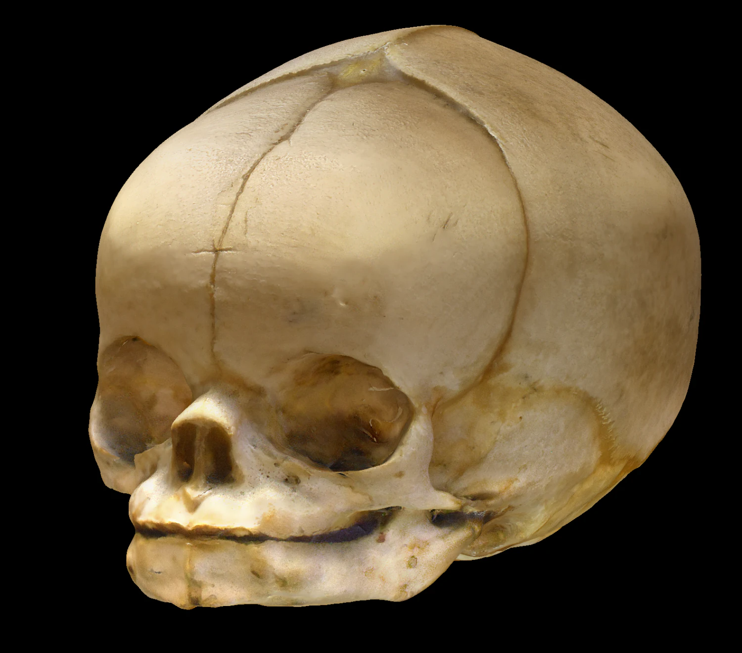 Neonate Human Skull 3D Model .c4d .max .obj .3ds .fbx .stl .blend 
