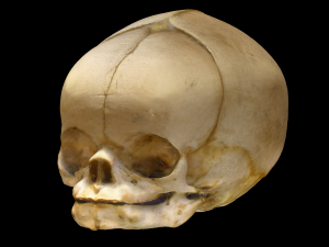 Neonate Human Skull Modello 3D