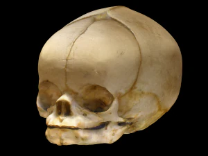 Cr&acirc;nio Humano Neonato Modelo 3D