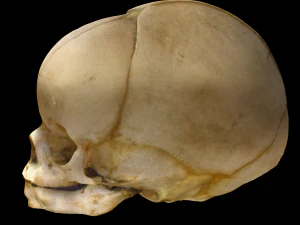 Neonate Human Skull 3D Model