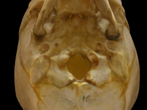 Neonate Human Skull 3D Model
