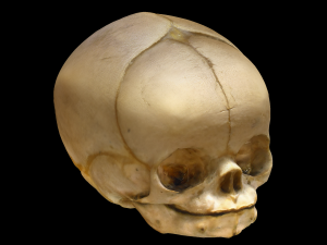 Neonate Human Skull Model 3D