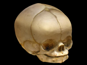 Neonate Human Skull 3D Model