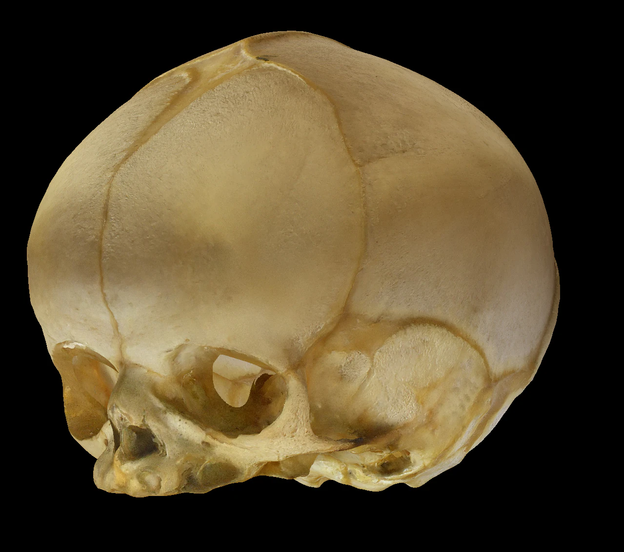 Neonate Human Skull 3D Model .c4d .max .obj .3ds .fbx .stl .blend 