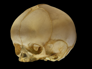 Neonate Human Skull Modello 3D