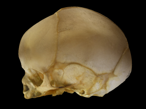 Neonate Human Skull 3D 모델