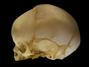 Neonate Human Skull 3D Model