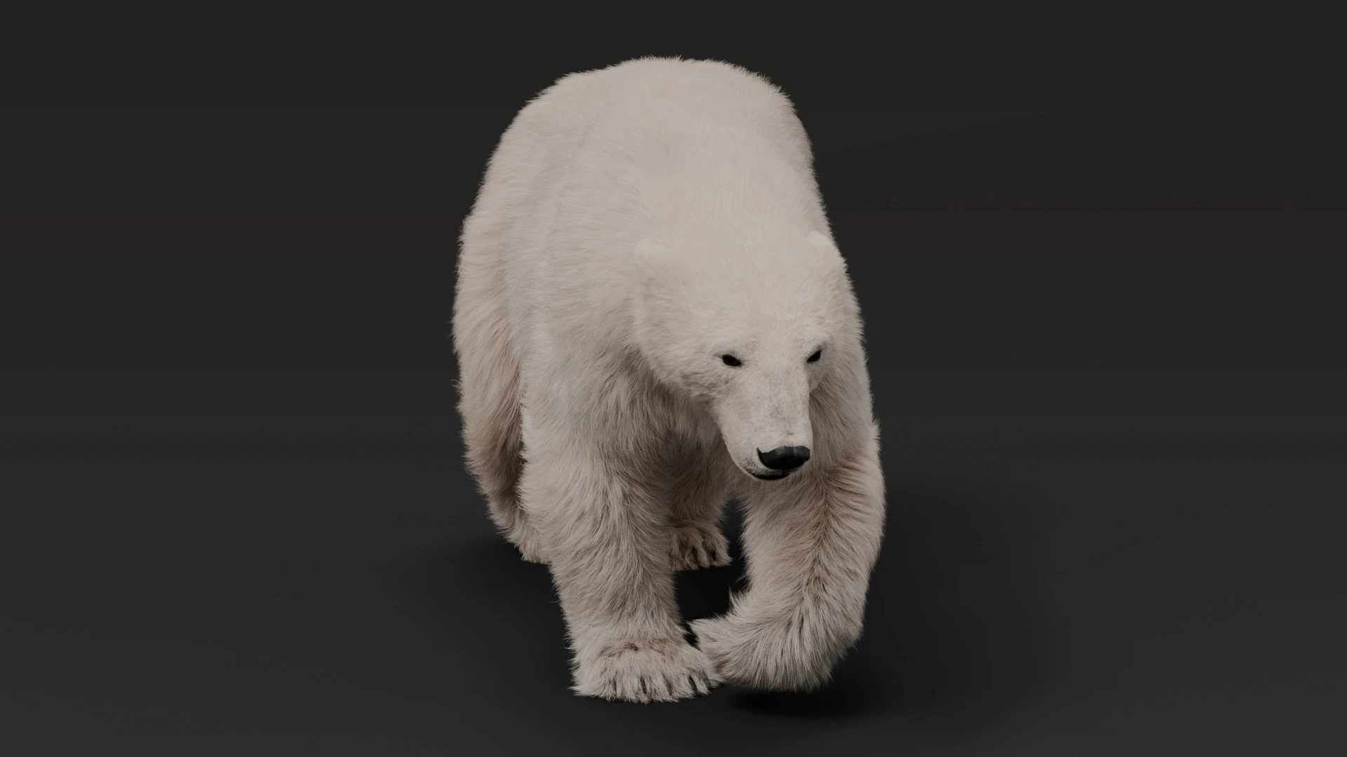 Polar bear 3D Model .c4d .max .obj .3ds .fbx .stl .blend 