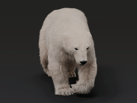 Polar bear 3D Model