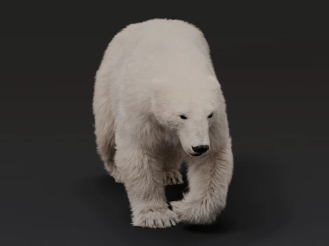 Білий ведмідь 3D Модель