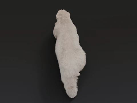 Polar bear 3D Model