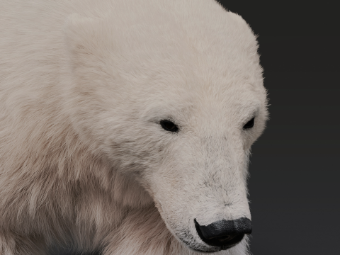 Polar bear 3Dモデル