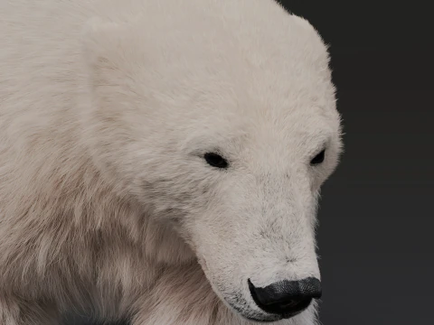 Polar bear 3D Model