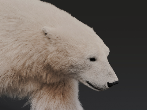 Polar bear 3Dモデル