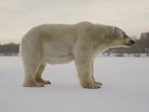 Polar bear 3D Model