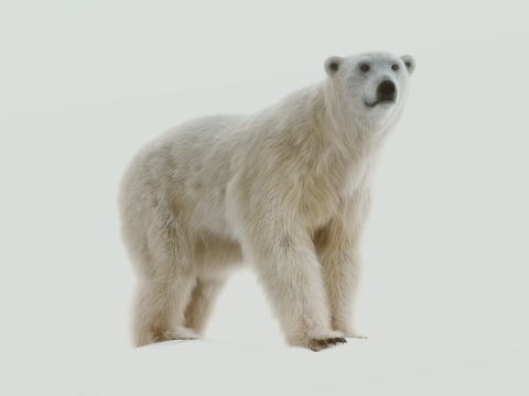Polar bear 3Dモデル