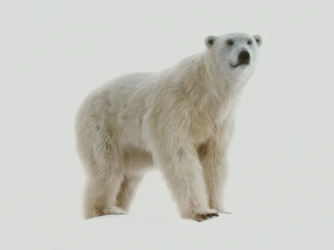 Polar bear 3D Model