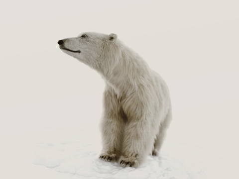 Polar bear 3Dモデル