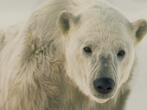 Polar bear 3D Model