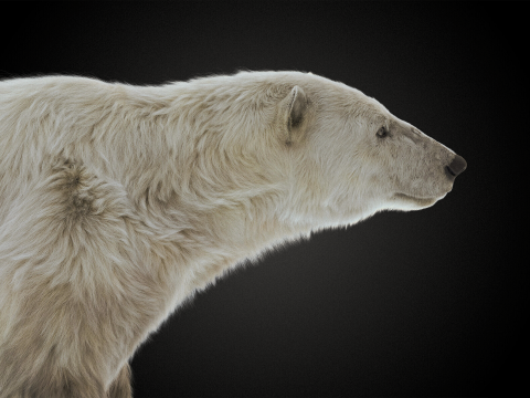 Polar bear 3Dモデル