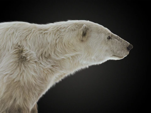 Polar bear 3D Model