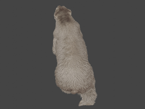 Polar bear 3Dモデル