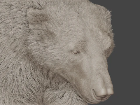 Polar bear 3D Model