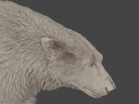 Polar bear 3Dモデル