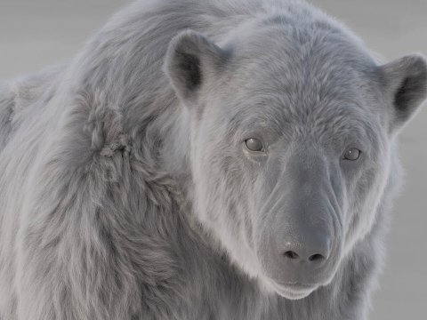 Polar bear 3Dモデル