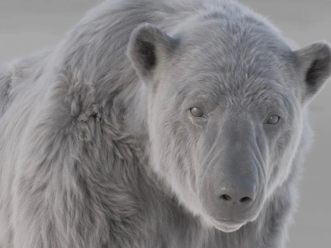 Polar bear 3D Model