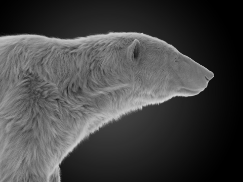 Polar bear 3Dモデル