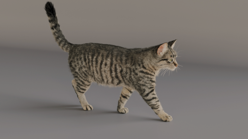 Grey Tabby cat 3D 模型 .c4d .max .obj .3ds .fbx .stl .blend