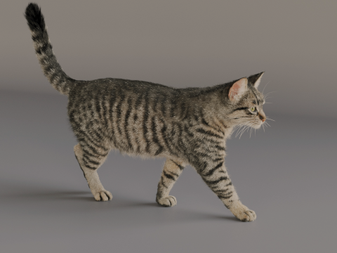 Grey Tabby cat Modelo 3D