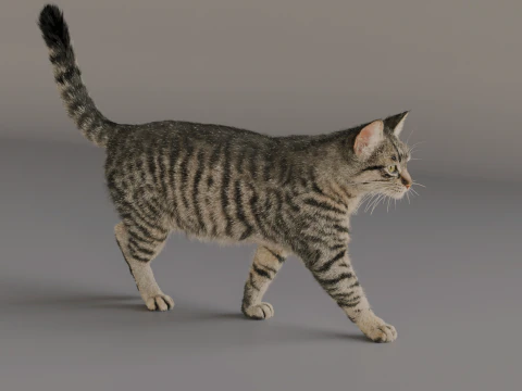 Серый полосатый кот 3D Модель