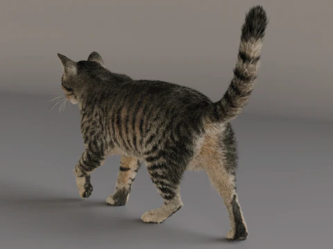 Grey Tabby cat 3D Model