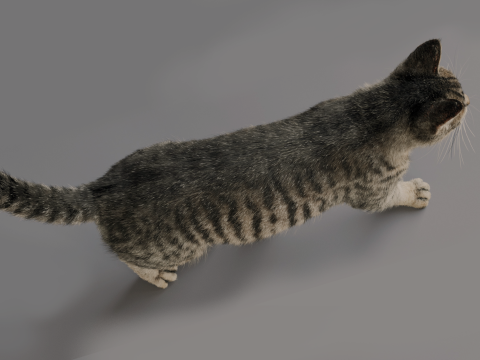 Grey Tabby cat 3D 模型