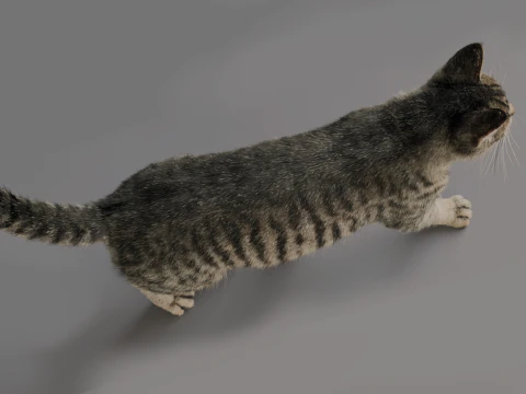 Grey Tabby cat 3D Model
